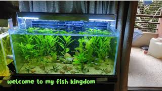 Welcome to my fish kingdom An amazing hobby [upl. by Nwahsid840]