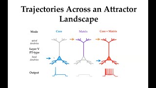 Dynamical Systems in Neuroscience 10 Mac Shine on thalamocortical circuits [upl. by Asseral]