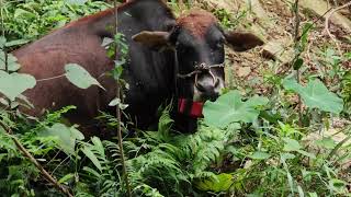 The old cow doesnt like young grass but prefers this kind of leaves cattle animals nature [upl. by Woodley373]