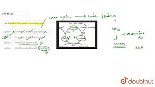 Which one is component of ornithine cycle [upl. by Dominic]