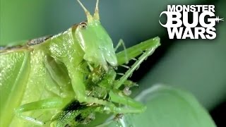 Predatory Katydid Vs Green Praying Mantis  MONSTER BUG WARS [upl. by Madancy]