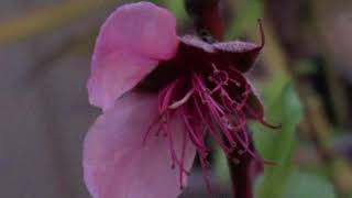 Nectarine Tree Flowering and Fruiting Season [upl. by Bland]