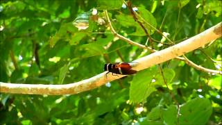 Indian Cicada [upl. by Carine]