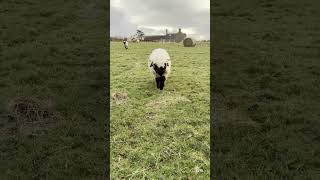 Valais Blacknose Sheep Running Free sheep [upl. by Pomcroy]