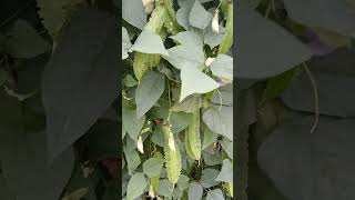 Winged beans seasonvegetablehappyfarmer [upl. by Solnit297]