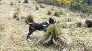 Off Leash Bush Walk 🐾 Blue Staffy [upl. by Sivi796]