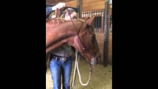 How To Tie Your Parelli Rope Halter [upl. by Kerrill]