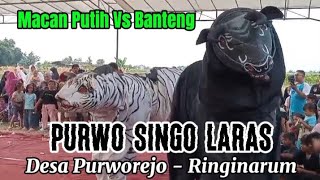 Macan Vs Banteng PURWO SINGO LARAS  Ds PurworejoRinginarum [upl. by Land946]