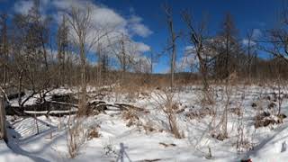 Pierce Cedar Creek Institute Site 2 Spring 2023  Tamarack Swamp [upl. by Akkimat]