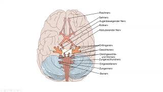 Die 12 Hirnnerven Nervus Vagus Nervus Trigeminus Nervus facialis im Überblick erklärt [upl. by Valdis567]