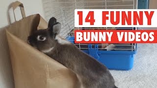 14 Funny Bunny Videos  Awesome Bunnies Compilation [upl. by Ariay]