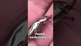 An Amazing Silver Chrome Beetle 🐛 [upl. by Neffirg]