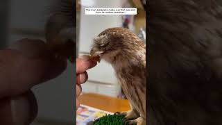 The man adopted a baby owl that was lost from its mother owl babyowl short [upl. by Felten]