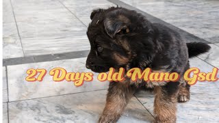 27 Days Old Female German Shepherd Puppy Mano germanshepherd gsd puppy [upl. by Naimad]