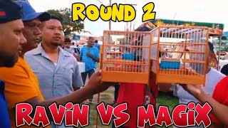 RAVIN vs MAGIX🔥MASH DAY TOWA TOWA BIRD WHISTLING COMPETITION AT BETTER HOPE 🇬🇾 BIRD GROUND 2024 🌎 [upl. by Ahilam]