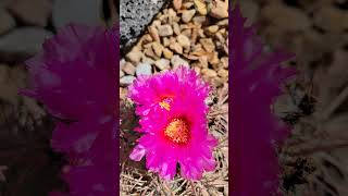 Echinocactus horizonthalonius on a September day Some call it Turks Head or Eagles Claw [upl. by Eux419]