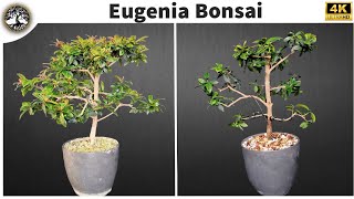 Eugenia Bonsai [upl. by Linette]