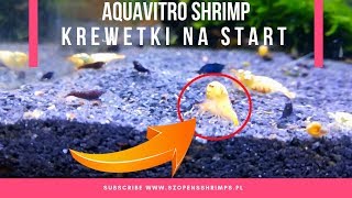 AquaVitro Shrimp  Krewetki na start  Caridina  Neocaridina  Krewetkarium [upl. by Ettenan]