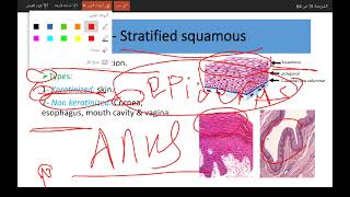 Epithelium tissue part 2 stratified epithelium [upl. by Newra]