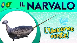 Il Narvalo lunicorno esiste ⚡ [upl. by Fagan494]