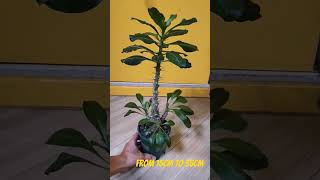 Pachypodium Saundersii 白馬城plants pachypodium caudex [upl. by Erdnaxela]