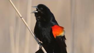 How Nature Works Redwinged Blackbird Display [upl. by Rednaxela]