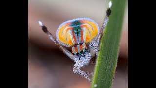 Araignée paon Maratus volans araignée sauteuse peacockspider [upl. by Rozele131]