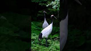 Beautiful bird  The Japanese Redcrowned Crane RedCrownedCrane JapaneseCrane [upl. by Patsy]