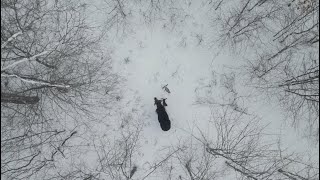 Canadian Bull Moose Sheds Both AntlersCAUGHT ON CAMERA RARE FOOTAGE [upl. by Lawry]