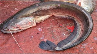 Giant Monster Wallago Attu Catfish Cutting In Bangladesh  Boal Fish Cutting Skills [upl. by Albert343]