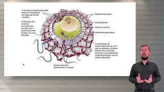 Do Epidídimo à Fertilização A Jornada do Espermatozoide [upl. by Anirhtak268]