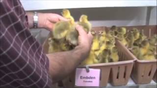 How to Sex Ducklings and Goslings  Metzer Farms [upl. by Teage211]