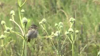 Henslows Sparrow singing at Orland Grassland [upl. by Ahsuatal113]