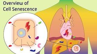 Overview of Cell Senescence [upl. by Nivi]