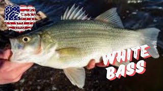 COME WITH ME WHILE I CATCH 3 SPECIES  WHITE BASS  30 LB BUFFALO AND A MYSTERY FISH [upl. by Itisahc]