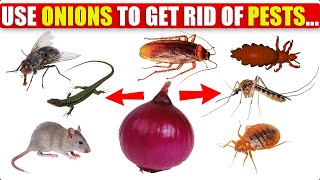 How To Use ONIONS Get Rid of Pests Rats Flies Lice Bugs Lizards Mosquitoes Cockroaches  How to cook [upl. by Arvid]