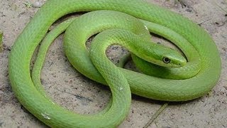 Rough Green Snake [upl. by Ciapas]