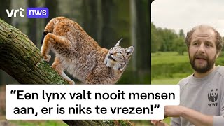 Terugkeer van de wilde lynx in ons land [upl. by Halstead]