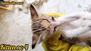 Saving Stray Kittens Eyes Infection amp Unbelievable [upl. by Jerold]