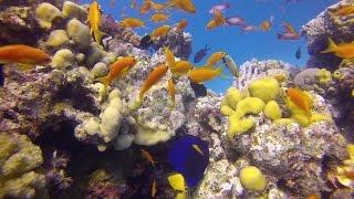 Awesome scuba diving in Hurghada Red sea Egypt Gopro [upl. by Emaj]