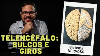 SISTEMA NERVOSO TELENCÉFALO SULCOS E GIROS  AULA PRÁTICA COM PROF ANDRÉ OLIVEIRA [upl. by Arjan]