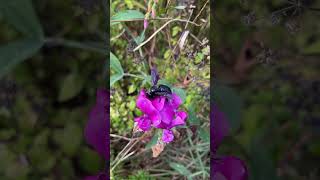 Blauschwarze Holzbiene Xylocopa violacea im Sept 2024 in Mitteldeutschland NABU [upl. by Anilam]