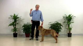 Dog Training Chesapeake Bay Retriever  Doc 001 [upl. by Aniras]