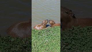 Capybaras Being Weird And Goofy [upl. by Ries]