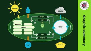 Photosynthesis Explained Light Energy and Life  New Life International School [upl. by Darrell]