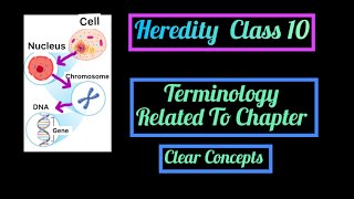 Heredity Terminology Chromosomes DNA Genes Allele Homo amp Heterozygous Phenotype Genotype etc [upl. by Hanover305]