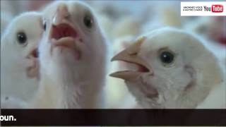 Le business des œufs de poule au Cameroun aviculture [upl. by Aicelef]