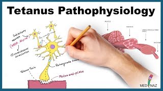 Tetanus Pathophysiology Mechanism of Action [upl. by Otsuaf]