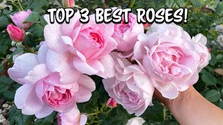 Top 3 Best Rose Bloomers Best Rose this week [upl. by Inah596]