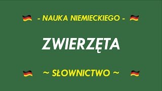 SŁOWNICTWO  ZWIERZĘTA [upl. by Nnaeitak]